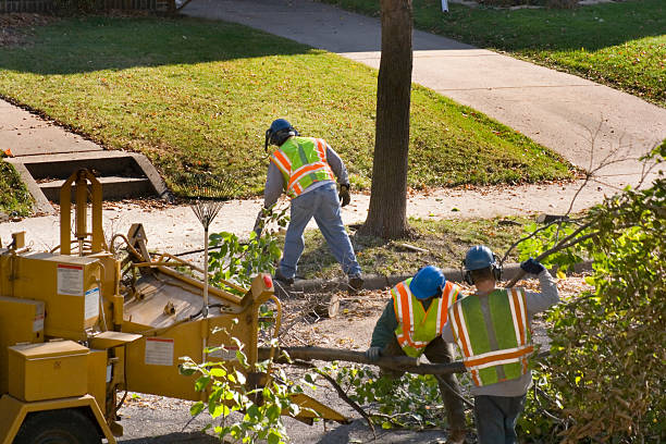 The Steps Involved in Our Tree Care Process in Ecorse, MI